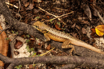 lizard on the stone