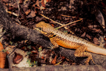 lizard on the rock