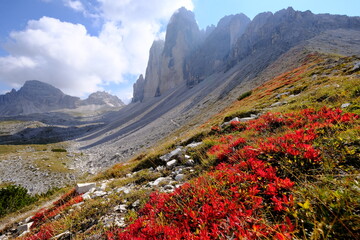Red Foliage Adorned Landscape. Tre Cime Di Lavaredo, Dolomites, Italy