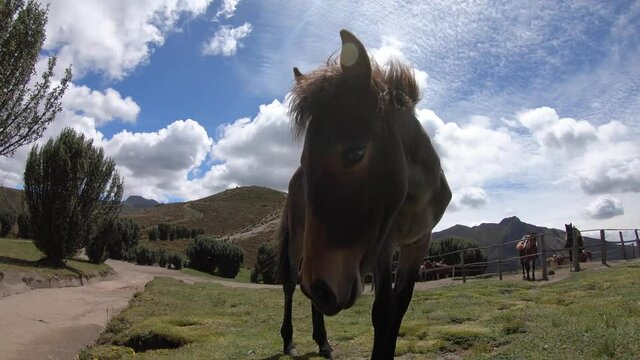 A donkey is eating grass on the moorlands of the Andes in Rucu Pichincha, a dormant volcano close to Quito, Ecuador. There are more donkeys on the back.