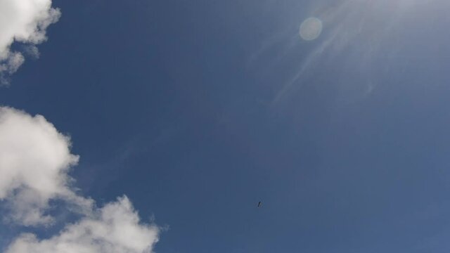 A black bird flies over the moorlands of the Andes in Rucu Pichincha during a sunny day with blue sky and white clouds.