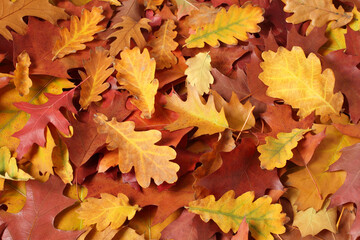 Naklejka na ściany i meble Autumn background - dried brown, red, purple, orange, yellow oak leaves. Top down view
