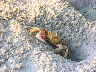Ghost crab dig burrow in the sand