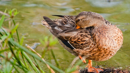 Duck Preening