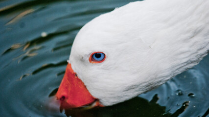 Goose Feeding © Simone