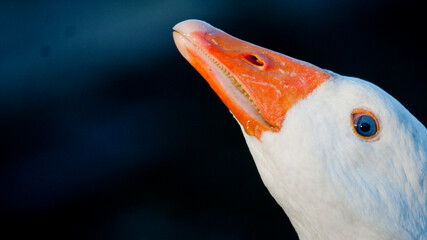 Goose Beak © Simone