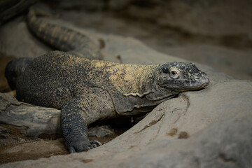 Closeup of a small komodo dragon on rocks in a zoo with a blurry background