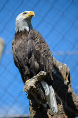 Vertical shot of a bald eagle perched on a tree branch in a zoo under the sunlight