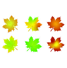 set of maple leaves in autumn 