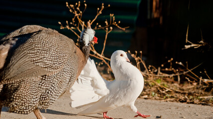 Dove and Guinea 
