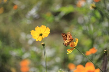 コスモスと蝶