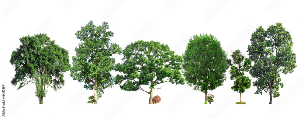 Poster green trees isolated on white background. forest and leaves in summer rows of trees and bushes