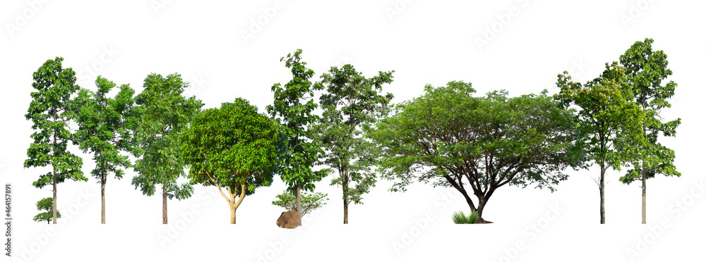 Poster green trees isolated on white background. forest and leaves in summer rows of trees and bushes