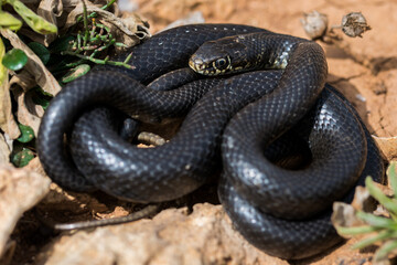 Black western whip snake, Hierophis viridiflavus, basking in the sun on a rocky cliff in Malta