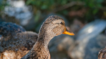 Duck Close up