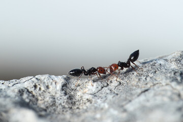 cocktail ants Crematogaster scutellaris, comunicating. Malta, Mediterranean