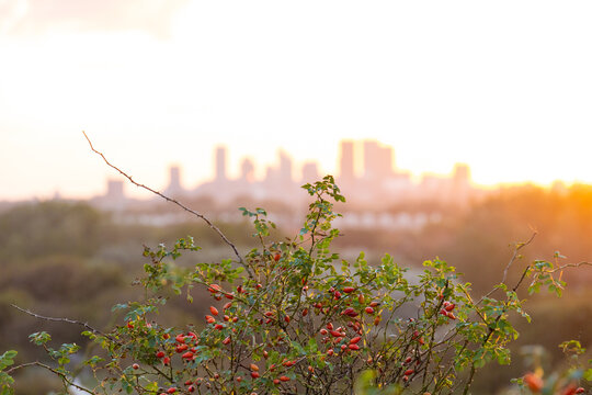 The Hague skyline at sunrise