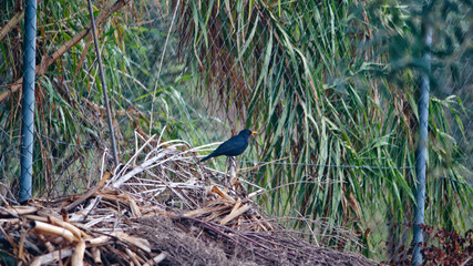 Black Bird on Cane © Simone
