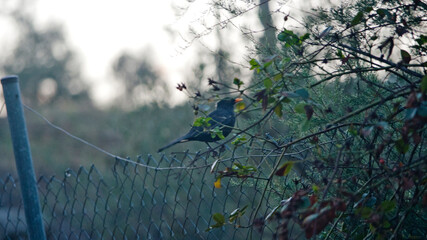 Black Bird on Fence