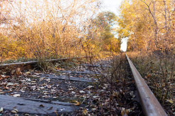 A tunnel of trees over an old abandoned railway line in the alley of autumn trees.