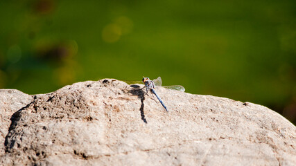Dragon Fly | on Rock