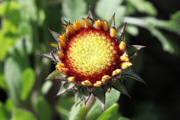 Closeup of unopened blanket flower buds in summer