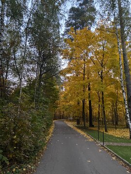 Autumn forest road