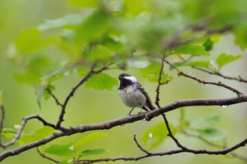 ヒガラ（北海道・知床）
