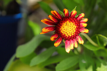 Closeup of yellow and orange blanket flowers