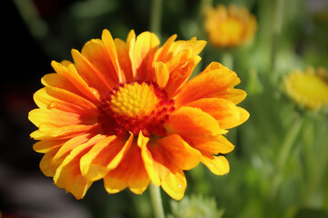 Closeup of yellow and orange blanket flowers