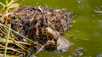 Turtle Climbs onto Reeds I