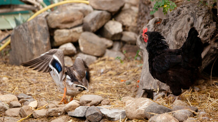 Fototapeta premium Chicken Vs Duck II