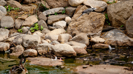 Wagtail in Flight