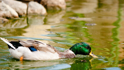 Obraz premium Duck Feeding 