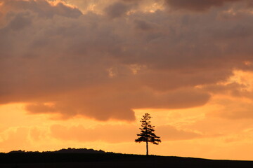 Fototapeta na wymiar 美しい夕焼けの空と松の木 