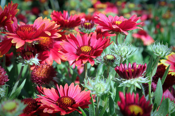 A backdrop of pink and red blanket flowers