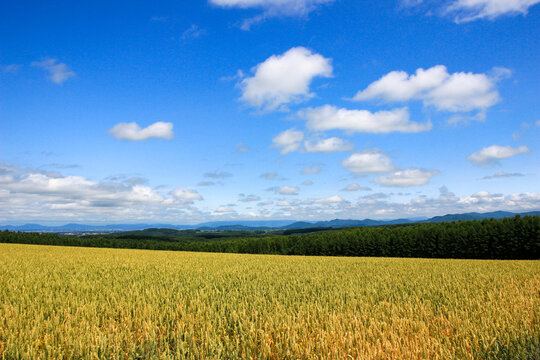 1 522 件の最適な 初夏のムギ畑 画像 ストック写真 ベクター Adobe Stock
