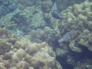 Fototapeta na wymiar タイ　ロック島の魚