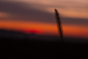 Naklejka na ściany i meble grass against the backdrop of a beautiful sky at morning sunrise, autumn dawn with copy space blurred out of focus