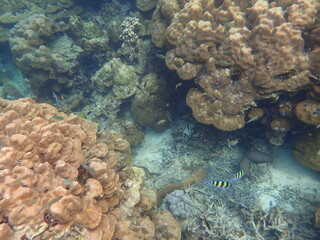 タイ　ロック島の魚