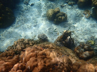 タイ　ロック島の魚