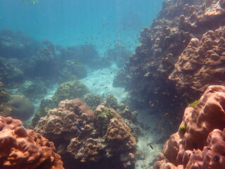 タイ　ロック島の魚