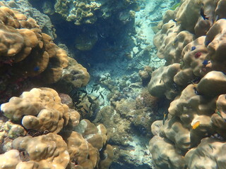 Naklejka na ściany i meble タイ　ロック島の魚