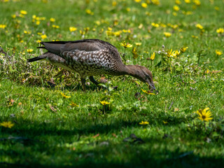 Female Wood Duck Mouth Open