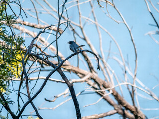 Wagtail In Bush