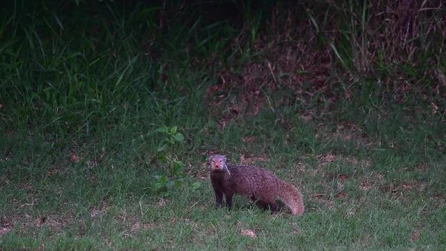 Seen looking straight towards the camera just before dark, Crab-eating Mongoose, Urva urva, Khao Yai National Park, Thailand.