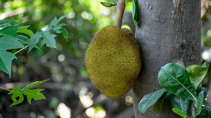 Closeup of fresh Jackfruit on the tree in garden.