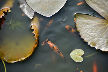 Green plants and ornamental fish inside a fish pond