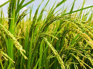rice field and plants in village 