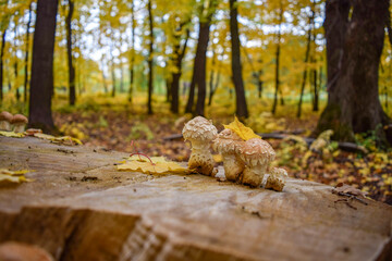 Mushrooms grow on a poplar stump against the background of yellow maple leaves on an autumn day